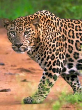 Kings Sanctuary Image